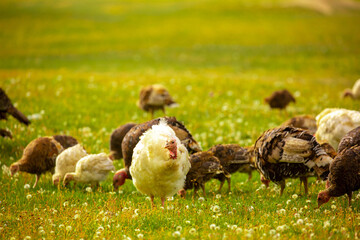 Turkeys walk on the grass in a green meadow in a pasture. Animal husbandry and agriculture in the mountains.