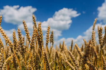 Fototapeta premium Close up of ripe wheat ears against beautiful sky with clouds.