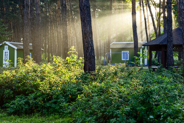 The trunk of a large pine tree against the background of green forest houses, gazebos and swings in a sunny coniferous forest © LeManilo