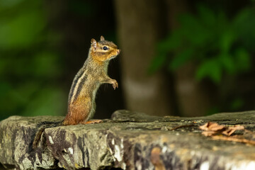 Chipmunk Standing on Stone Wall