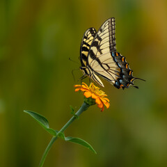 Eastern Tiger Swallowtail Butterfly on Orange Zinnia 