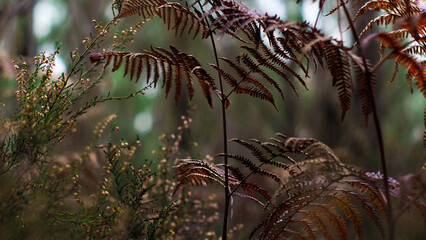Macro de fougères sauvages, aux teintes orangées, photographiées au sein de la forêt des Landes de Gascogne, en hiver