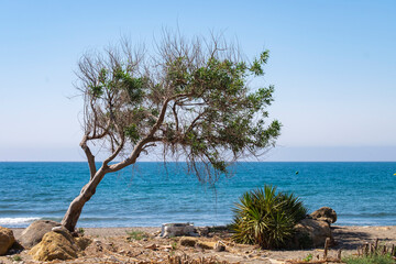 Beautiful beach with sand, blue ocean, blue sky without clouds and a tree over the water