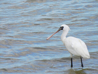 クロツラヘラサギ1