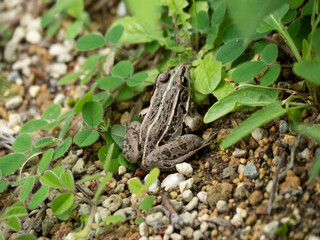 トノサマガエル