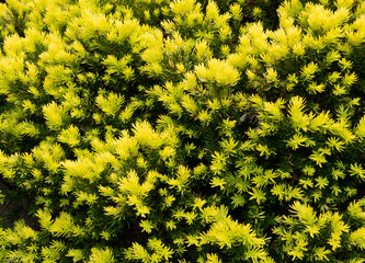 もみの木テクスチャ2