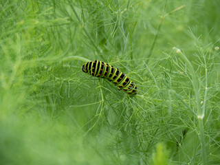 アゲハ蝶の幼虫3