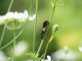 アゲハ蝶の幼虫