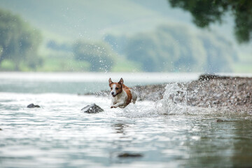 flying dog. Active jack russell terrier jumping in the water. Active holiday with a pet