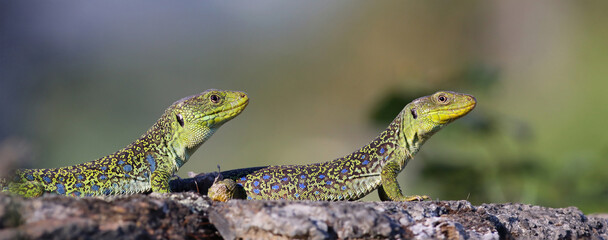Banner or landscape-oriented image of a couple of ocellated lizards (Timon lepidus) standing on a rock. Beautiful and colorful male and female reptiles mating in natural mediterranean environment.