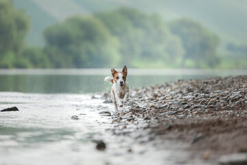 flying dog. Active jack russell terrier jumping in the water. Active holiday with a pet