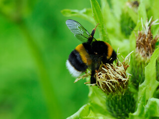 Samica Trzmiela gajowego (Bombus lucorum)  na kwiatach ostrożenia warzywnego na letniej łące