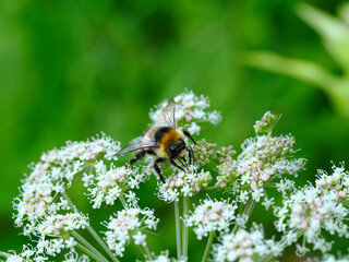 Samiec trzmiela gajowego (Bombus lucorum)) jest pięknym owadem i bardzo pożytecznym