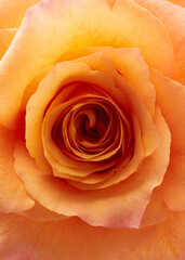 Yellow rose flower macro shot background