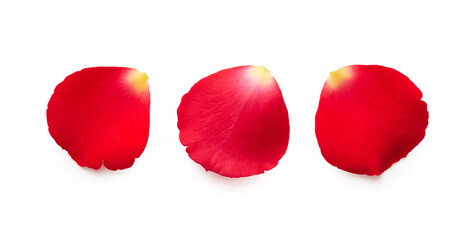 Red rose petals isolated on white background