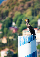 bird