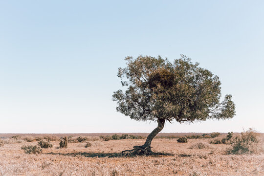One tree among the scrub desert of inland Australia