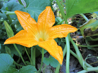       Squash blossoms. Bright orange zucchini flower in full bloom in the sunny summer garden.   