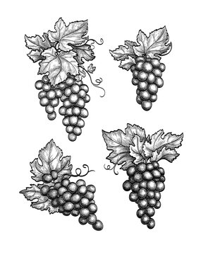 Grapes set ink sketch.
