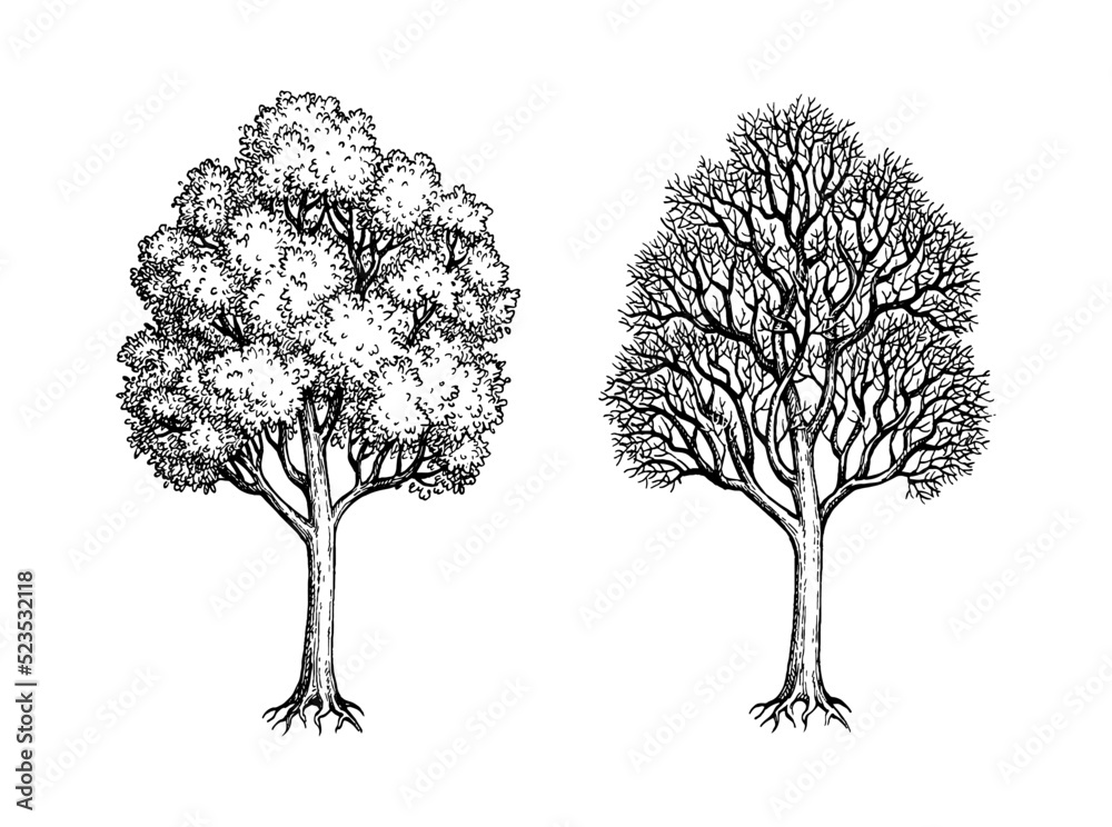 Poster ink sketch of two maples.