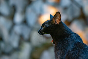 Im Bild eine schwarze Katze. Aufgenommen am 15.06.2022