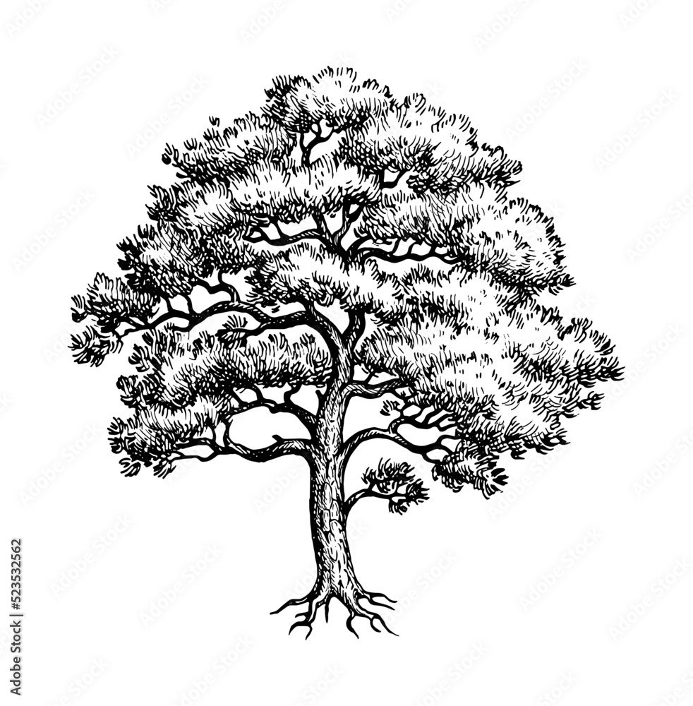 Canvas Prints scots pine ink sketch.
