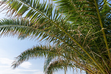 Fototapeta premium Palm tree leaves against bright blue sky