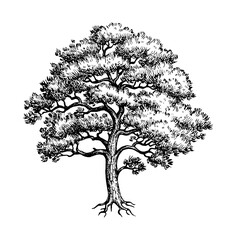 Scots pine ink sketch.