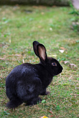 Cute black rabbit cub. Sweet dark bunny in a meadow. Love of animals and pet photography. Tender pet animal.