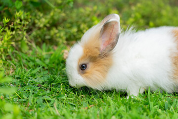 Cute little white and orange rabbit. Sweet lionhead rabbit eats leaves in a meadow. Love of animals and pet photography. Tender baby bunny.