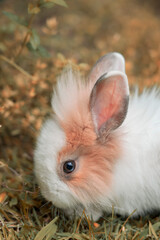Cute little white and orange rabbit. Sweet lionhead rabbit eats leaves in a meadow. Love of animals and pet photography. Tender baby bunny.