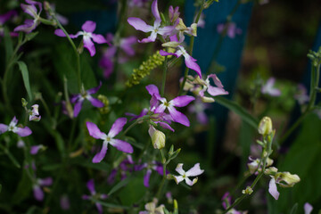 Mix of pink and white small flowers close up on a sunny day against a blurred background of grass