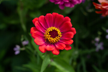Bright orange flower close-up on blurred green background