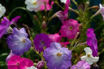 Obraz premium Mix of pink and white flowers close up on sunny day against blurred grass background