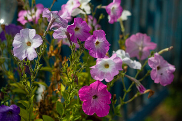 Fototapeta premium Mix of pink and white flowers close up on sunny day against blurred grass background