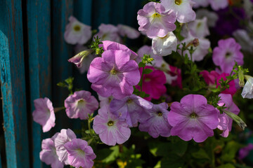 Mix of pink and white flowers close up on sunny day against blurred grass background