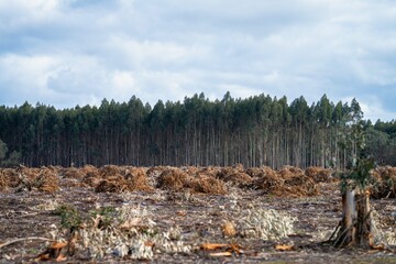 Cleared pine forest in the forest. Harvesting tree in a plantation in Australia 