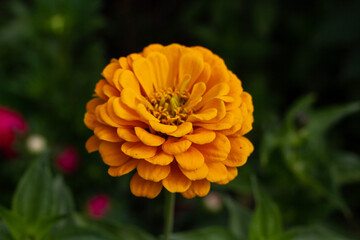 Yellow flower close-up on blurred green background