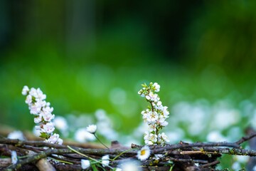 forget me not flowers