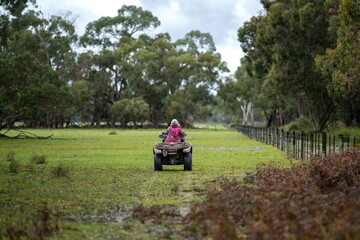 organic, regenerative, sustainable agriculture farm producing stud wagyu beef cows. cattle grazing in a paddock. cow in a field on a ranch 