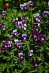 Pink and white flowers small pansies illuminated by the sun on a green blurred background