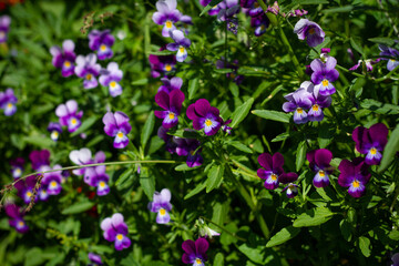 Pink and white flowers small pansies illuminated by the sun on a green blurred background