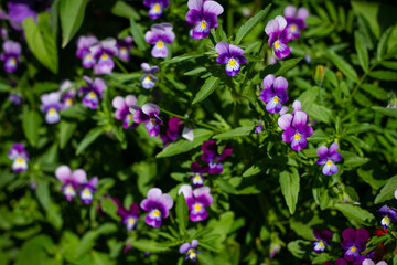 Pink and white flowers small pansies illuminated by the sun on a green blurred background