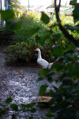 Geese walking in the grass in the village on a blurred dark background