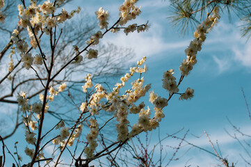 Plum / Cherry Blossoms