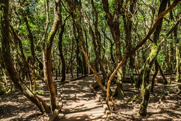 View on Tenerife island from Anaga Rural Park road.