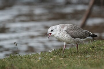 young gull begging parent for food