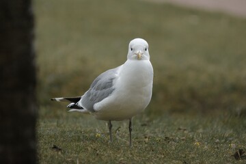 common gull looking into camera with both eyes