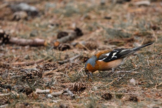 male chafinch eating food from the ground