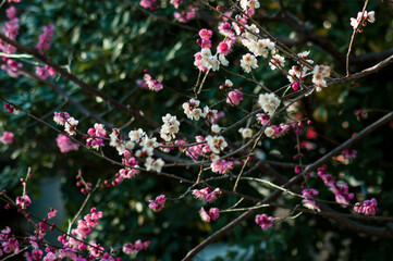 Branch of plum/sakura tree